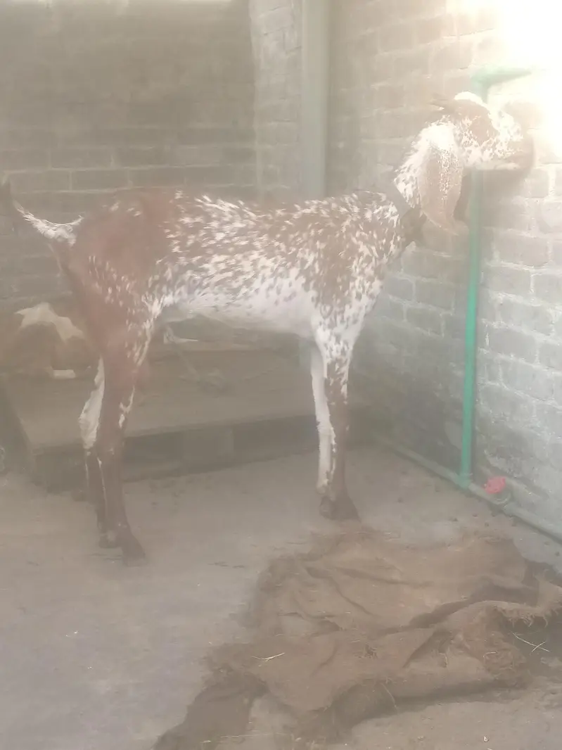 Bakri sale