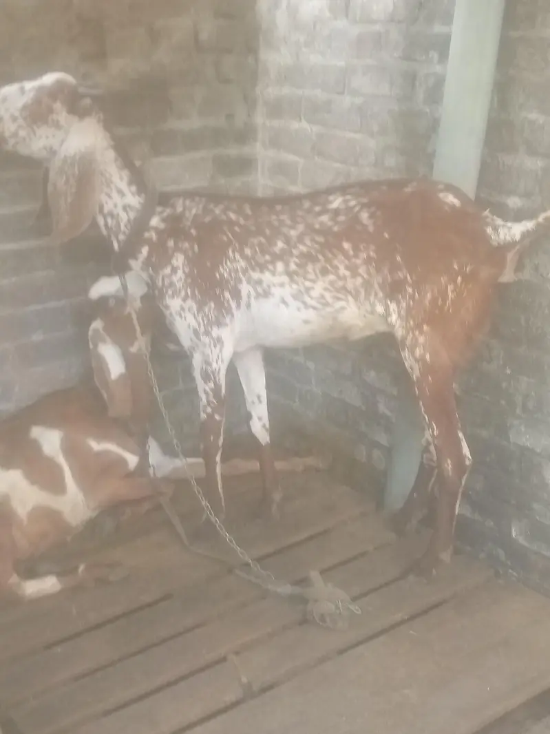 Bakri sale — photo 2