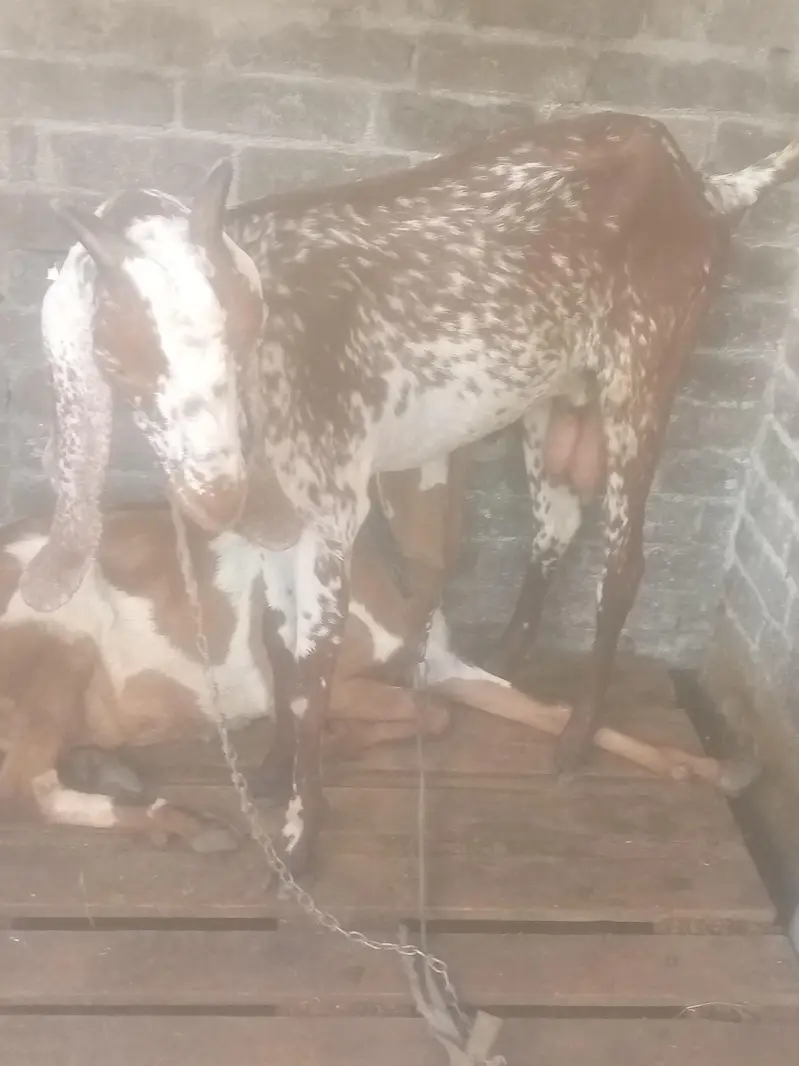 Bakri sale — photo 4
