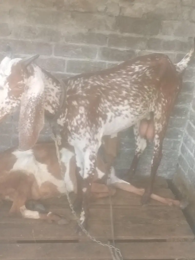 Bakri sale — photo 5