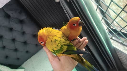hand tame