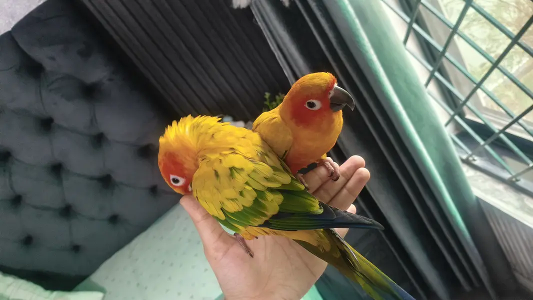 hand tame