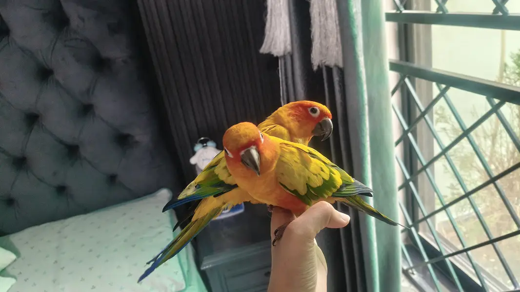 hand tame — photo 2