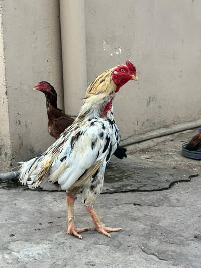 aseel Hens Available