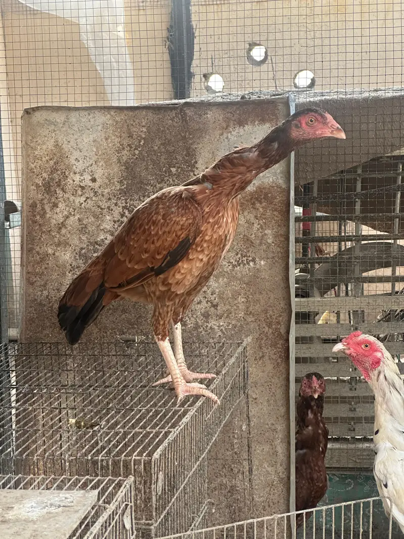 aseel Hens Available — photo 2