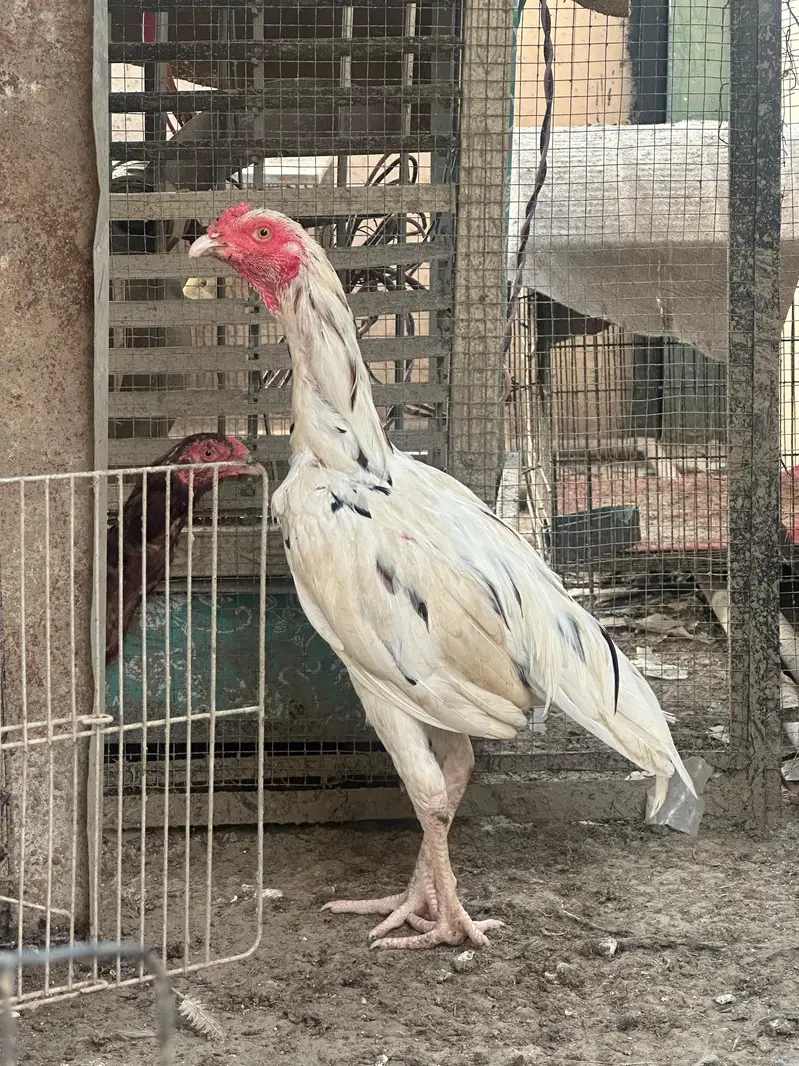 aseel Hens Available — photo 3
