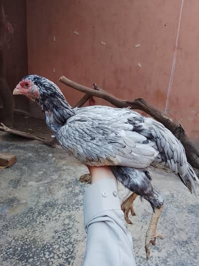 Mianwali Aseel Murgi For sale