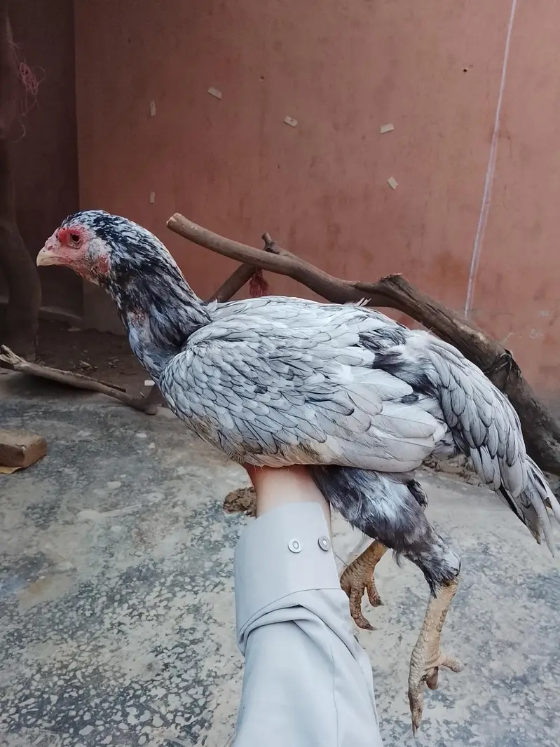 Mianwali Aseel Murgi For sale