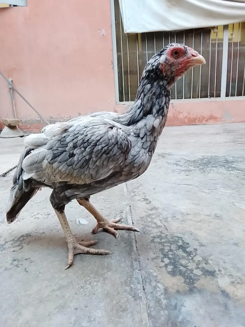 Mianwali Aseel Murgi For sale — photo 2