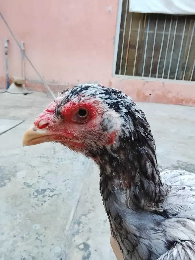 Mianwali Aseel Murgi For sale — photo 3