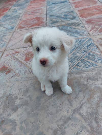 Poodle puppy for sale