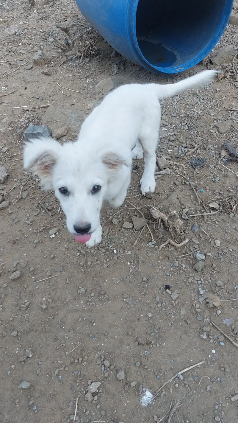 Poodle puppy for sale — photo 2