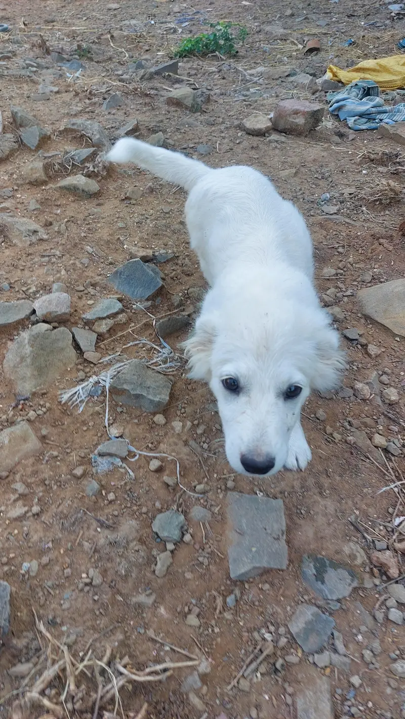 Poodle puppy for sale — photo 3