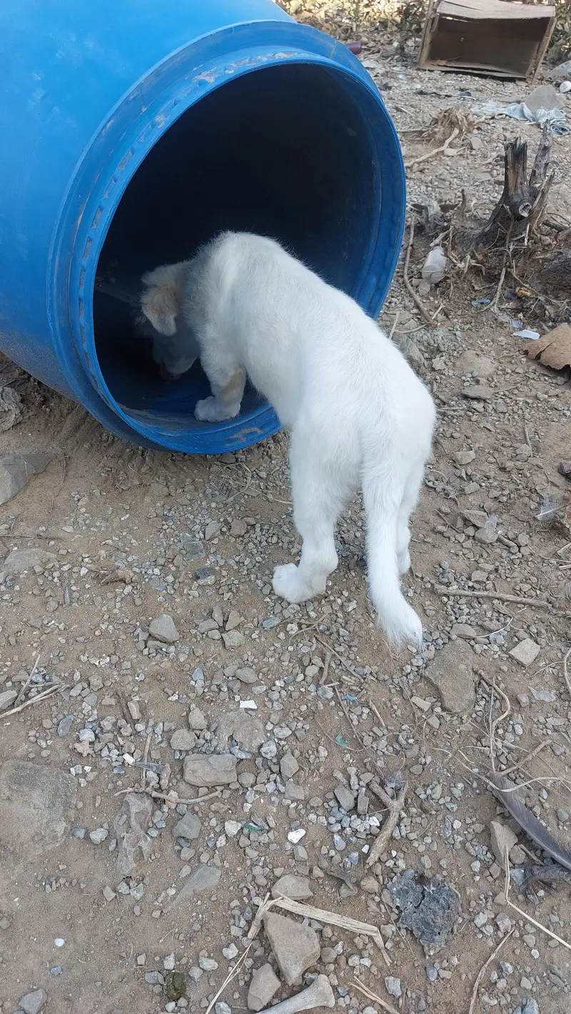 Poodle puppy for sale — photo 4