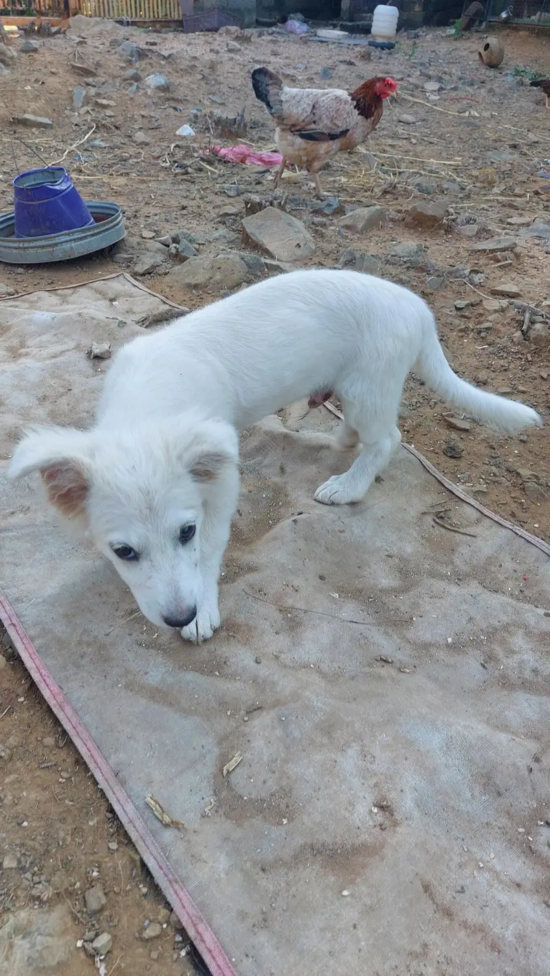 Poodle puppy for sale — photo 5