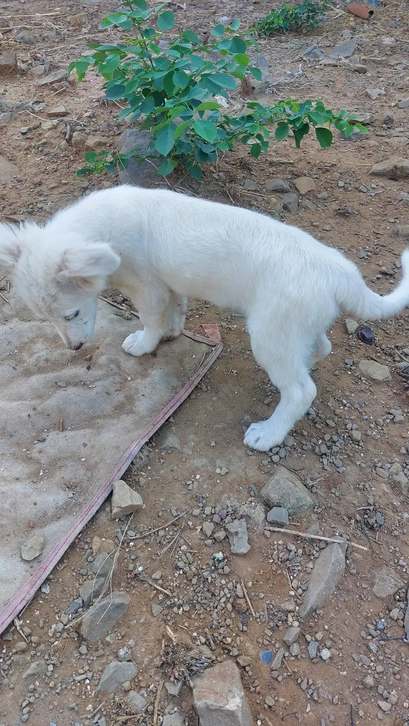 Poodle puppy for sale — photo 6