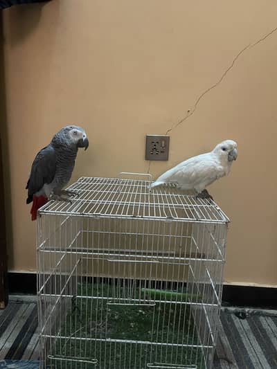 African Gray Parrot And Duo Crop Cacatoo