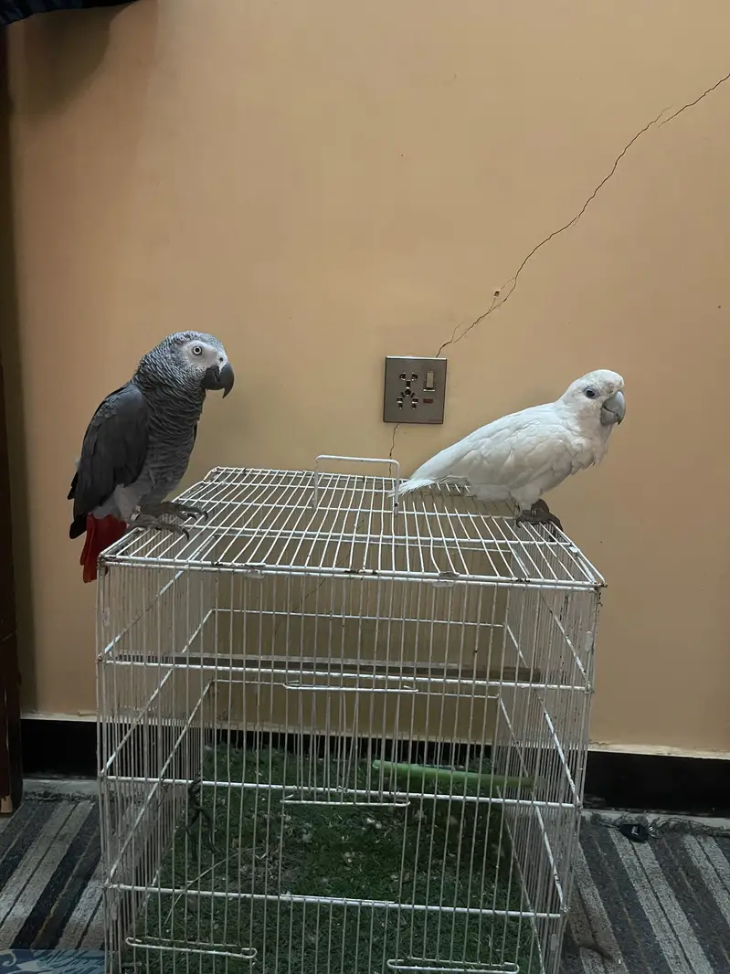 African Gray Parrot And Duo Crop Cacatoo