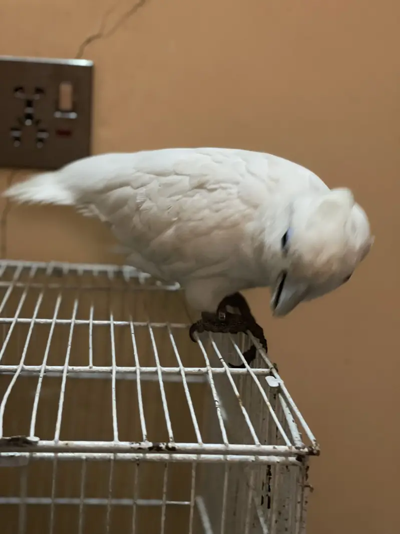 African Gray Parrot And Duo Crop Cacatoo — photo 2