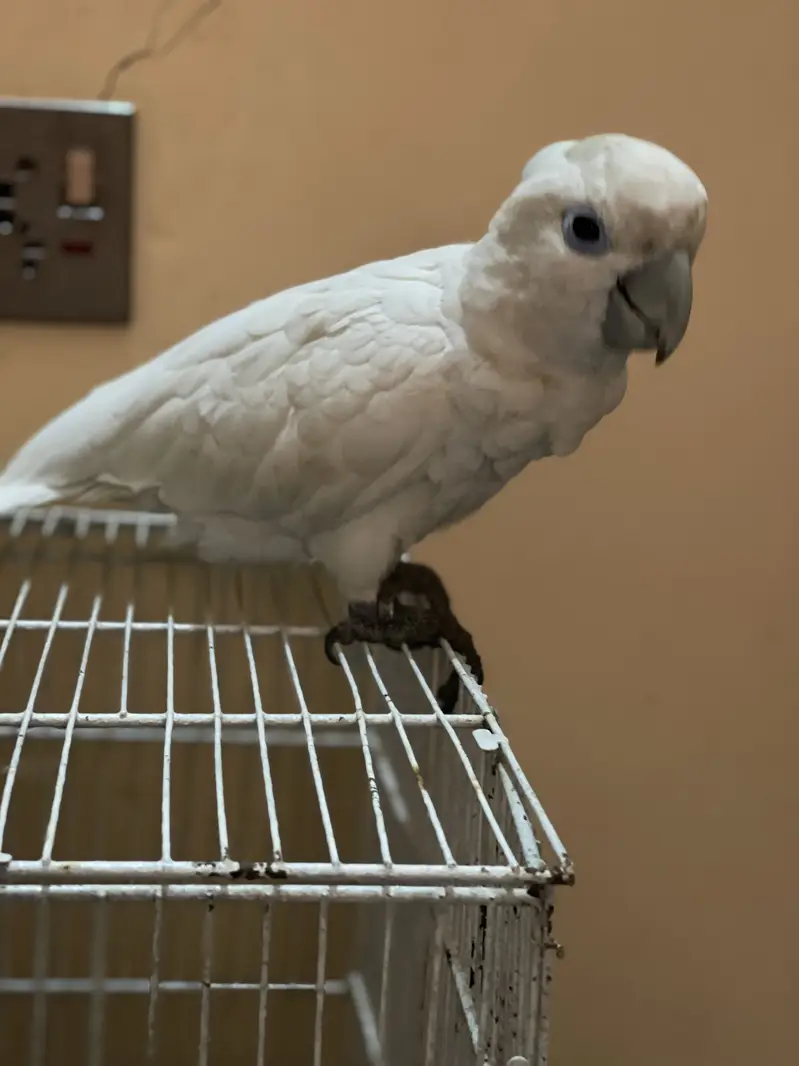 African Gray Parrot And Duo Crop Cacatoo — photo 3