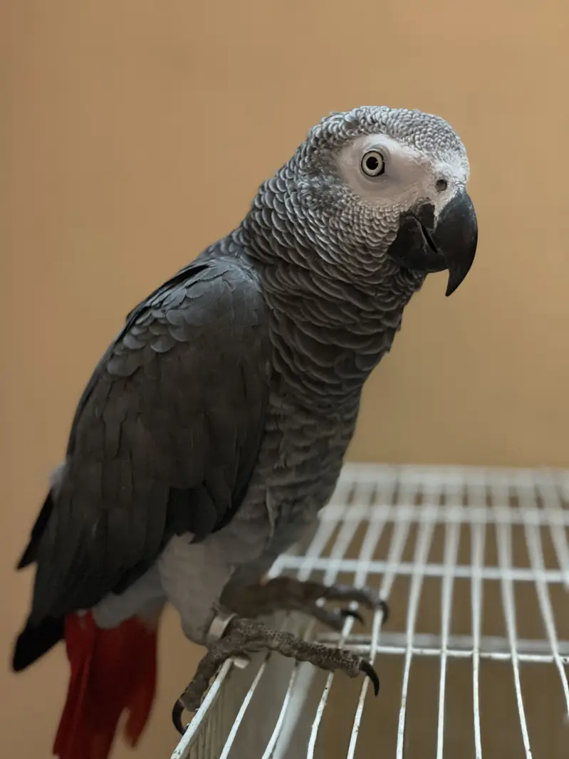 African Gray Parrot And Duo Crop Cacatoo — photo 4