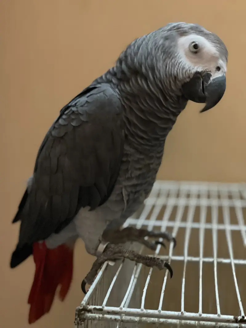 African Gray Parrot And Duo Crop Cacatoo — photo 5