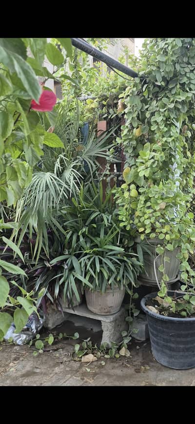 Plant's for sellig