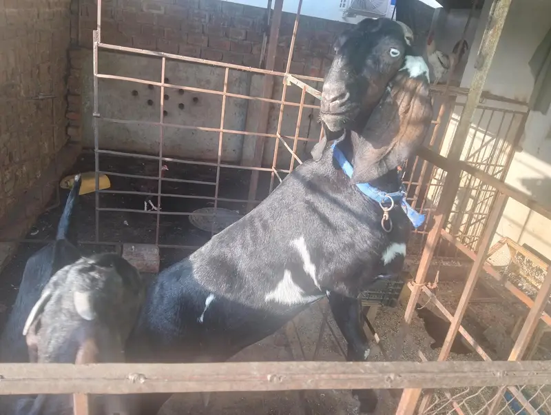 Path or Doodh wali bakri — photo 2