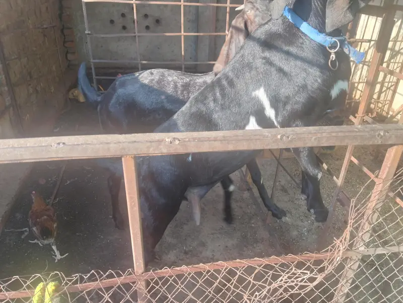 Path or Doodh wali bakri — photo 3