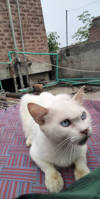 Persian kitten | Siamese | Blue Eyes | white| Cat | Persian | cat