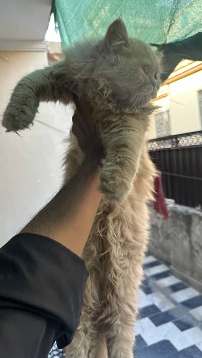 Persian 3pal coad