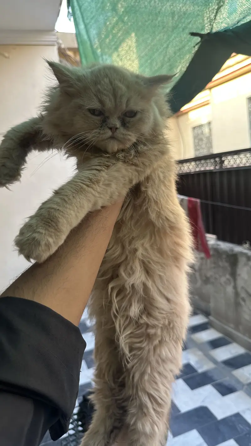 Persian 3pal coad — photo 3