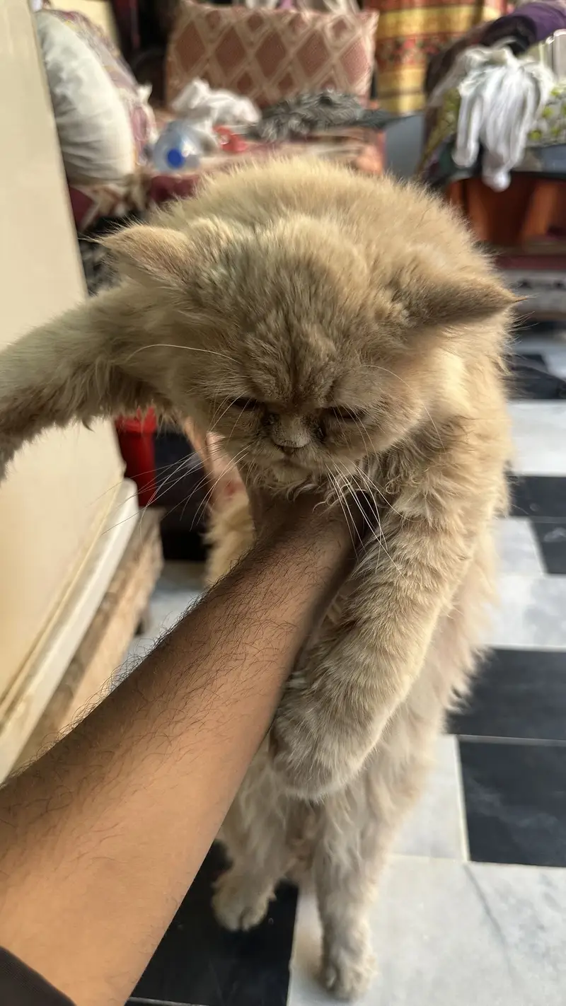 Persian 3pal coad — photo 4