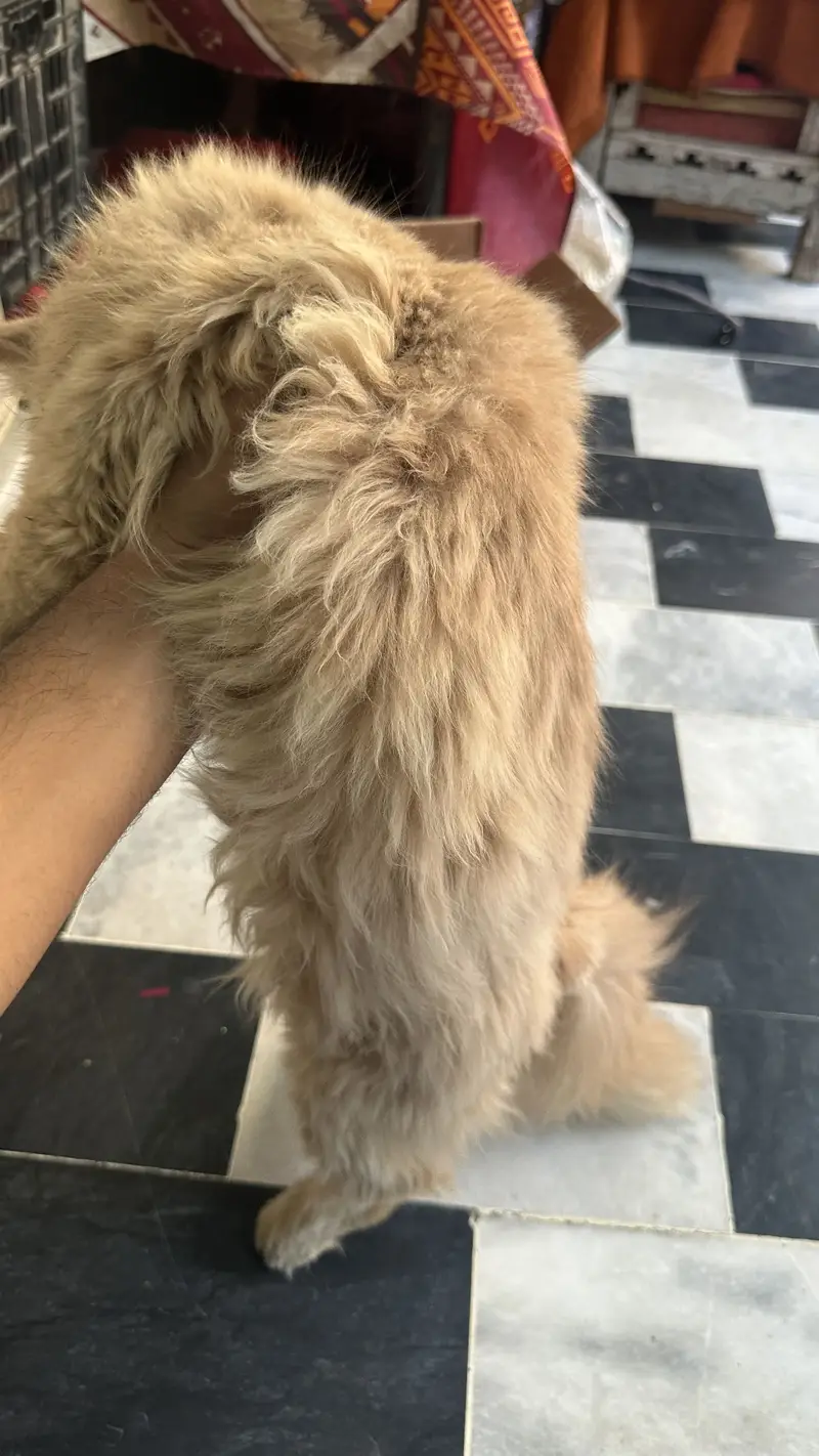 Persian 3pal coad — photo 6