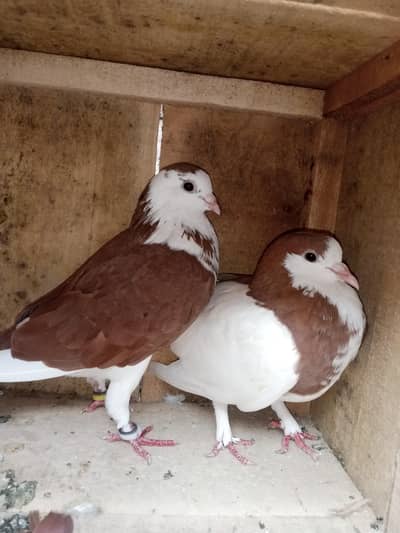 fancy pigeon
