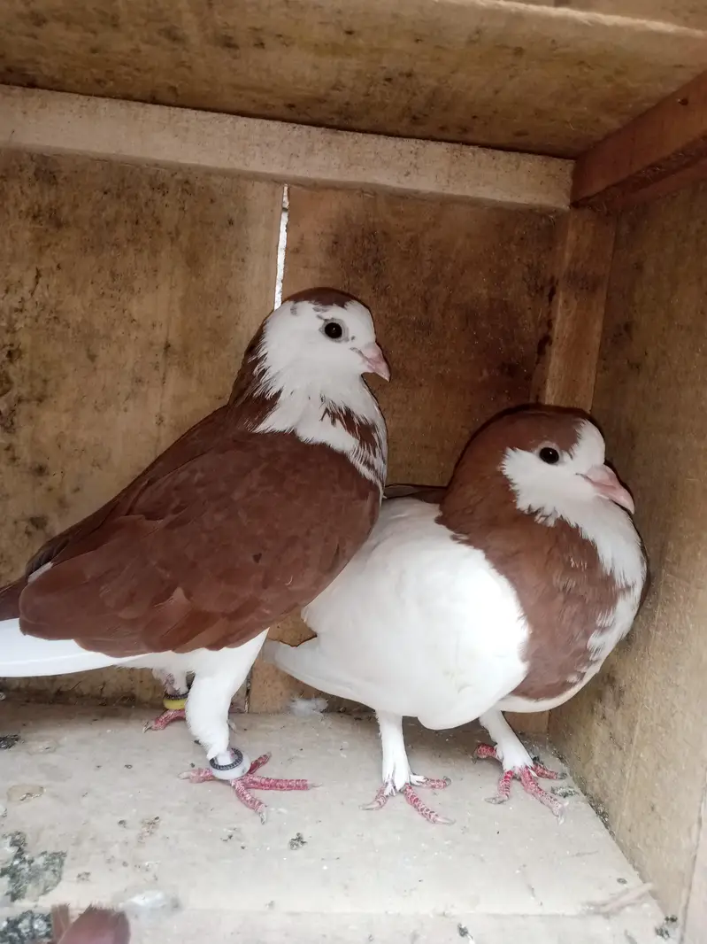 fancy pigeon
