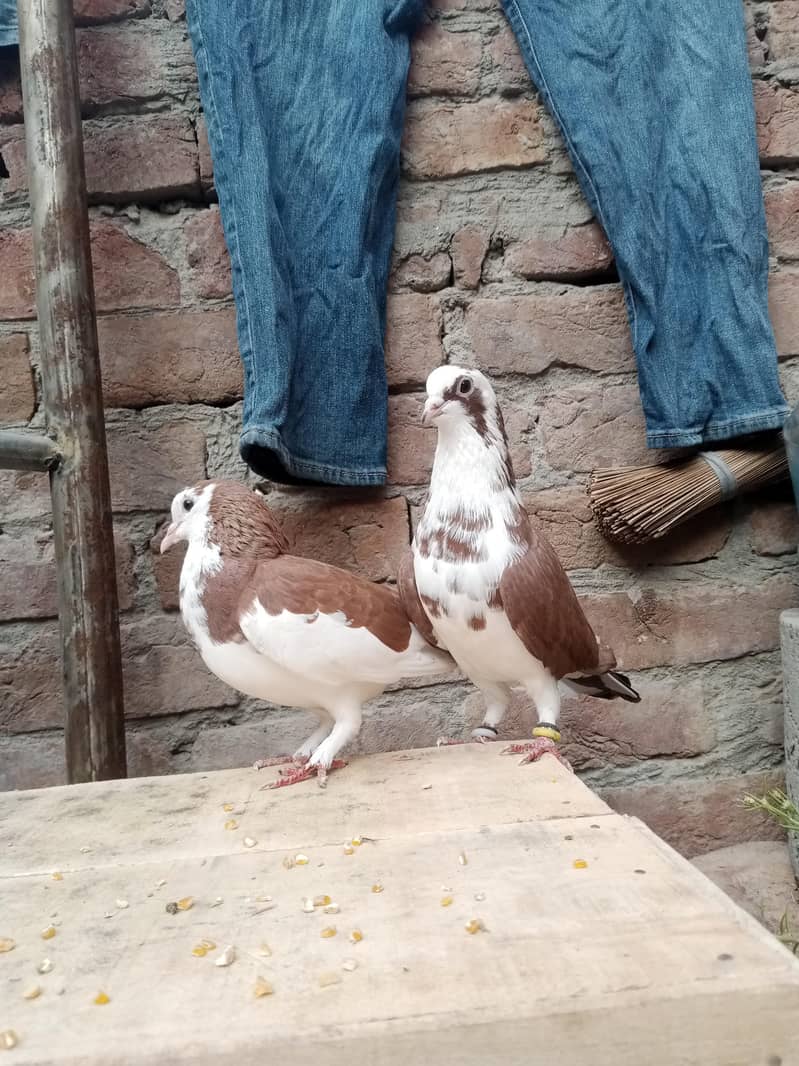 fancy pigeon 1
