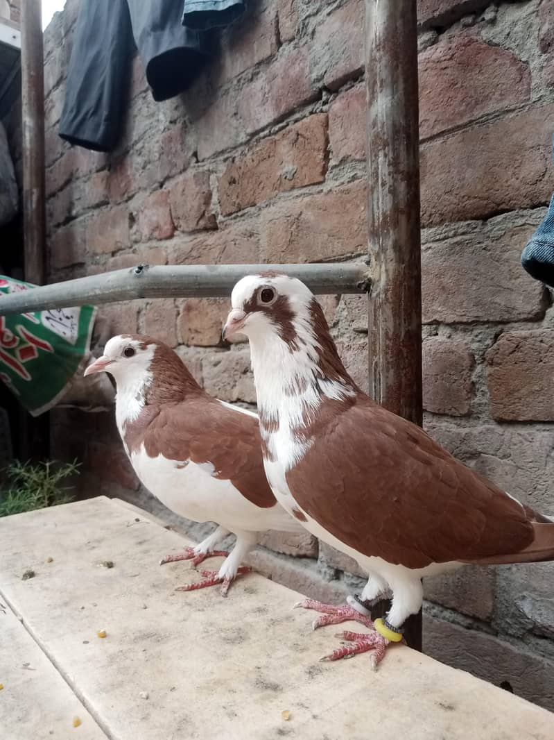 fancy pigeon 2