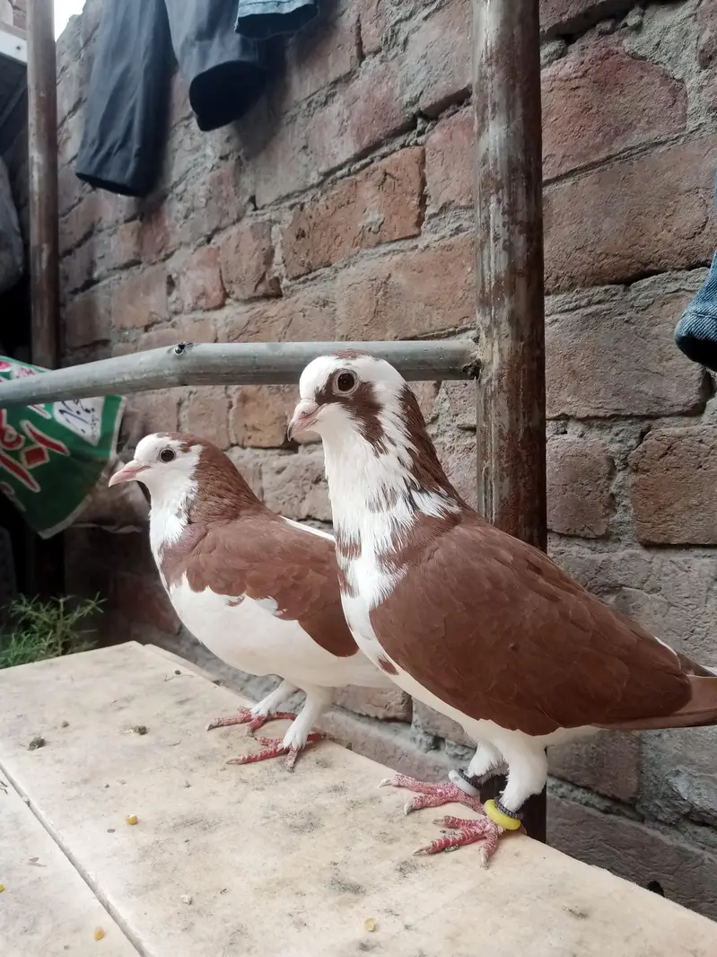 fancy pigeon — photo 3