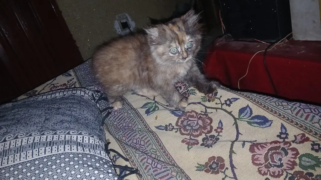 browni looking for new home — photo 5