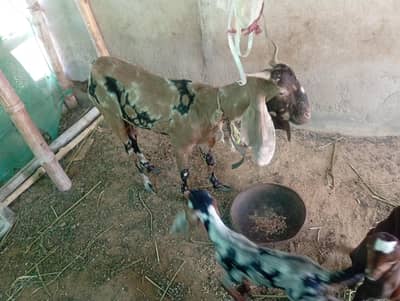 bakri with two female kids