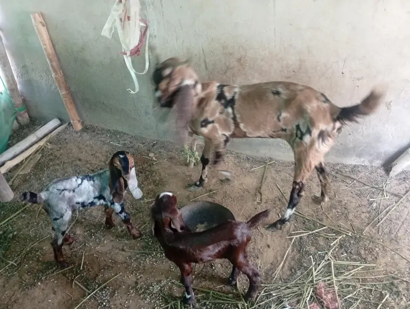 bakri with two female kids — photo 2
