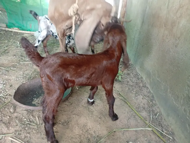 bakri with two female kids — photo 3