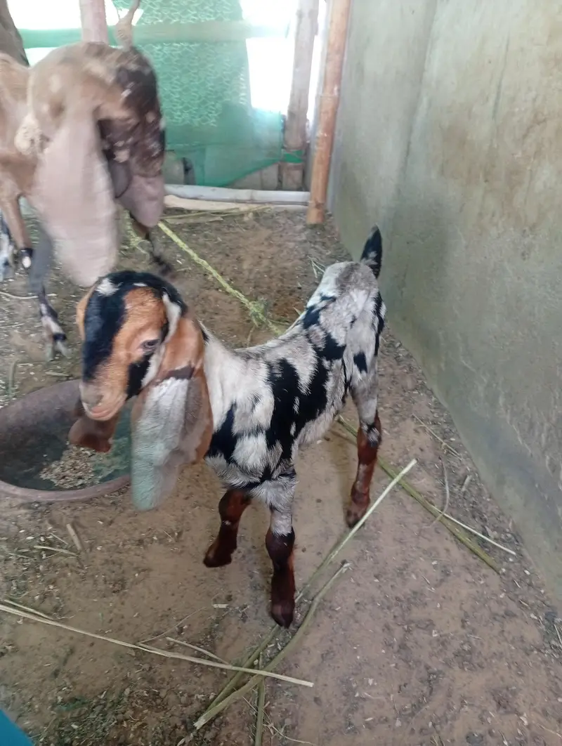 bakri with two female kids — photo 4