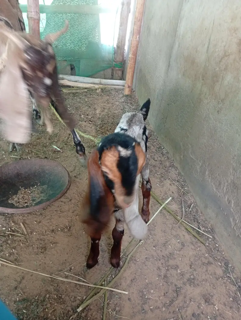 bakri with two female kids — photo 5