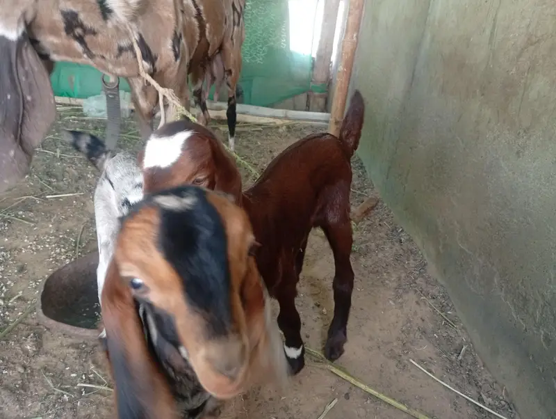 bakri with two female kids — photo 6
