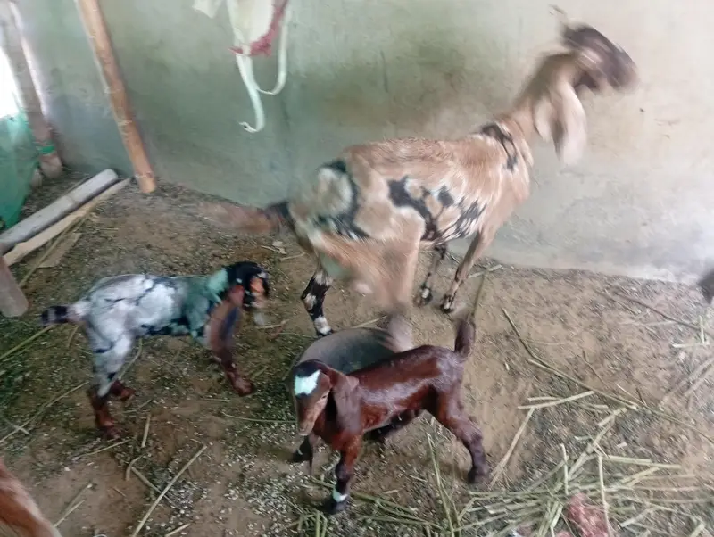 bakri with two female kids — photo 7