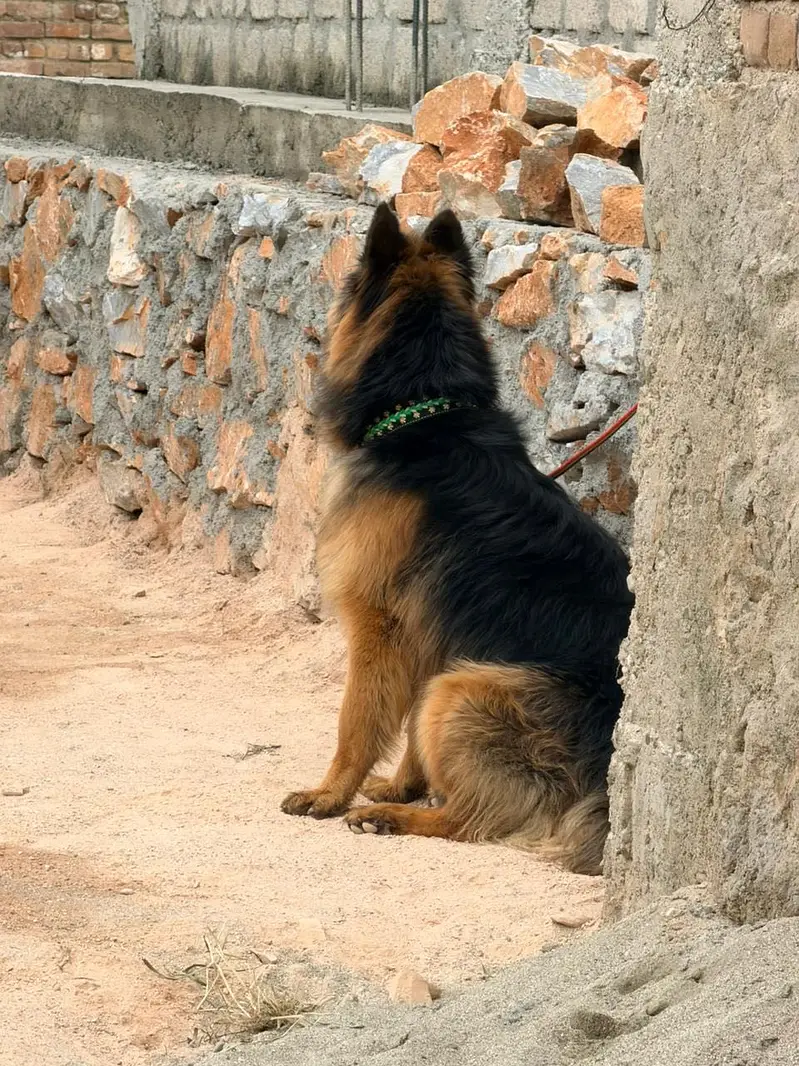 Name: Trump german shepherd