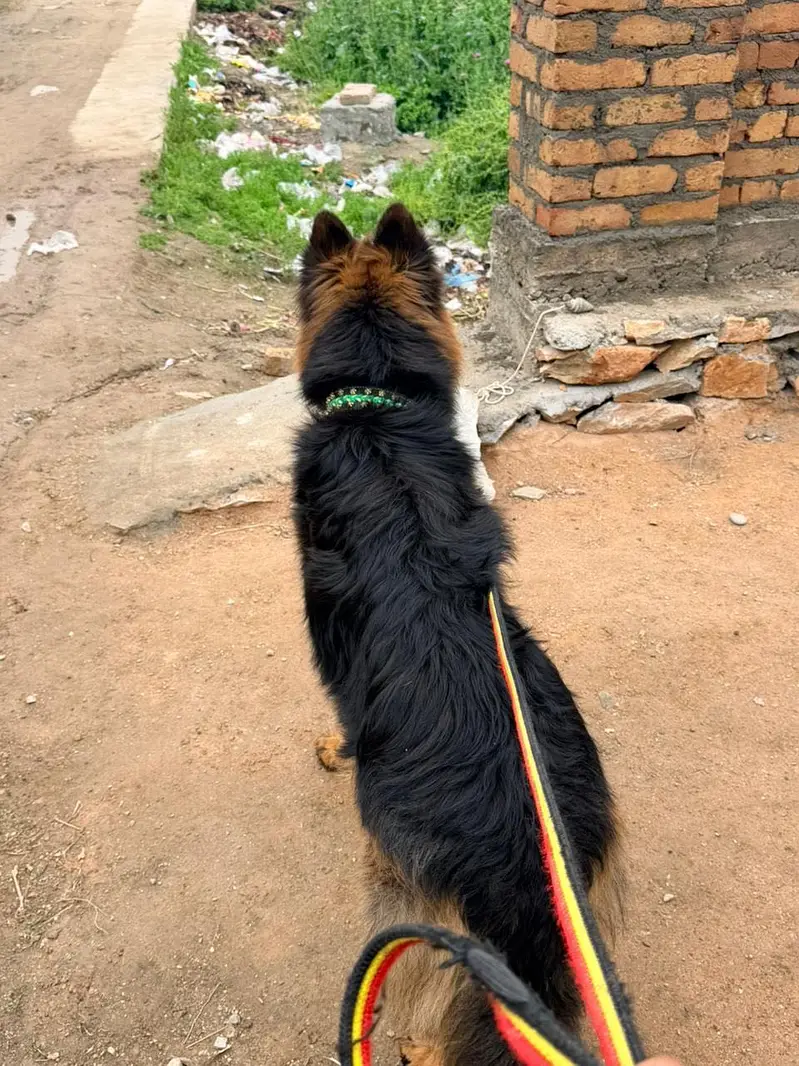 Name: Trump german shepherd — photo 2