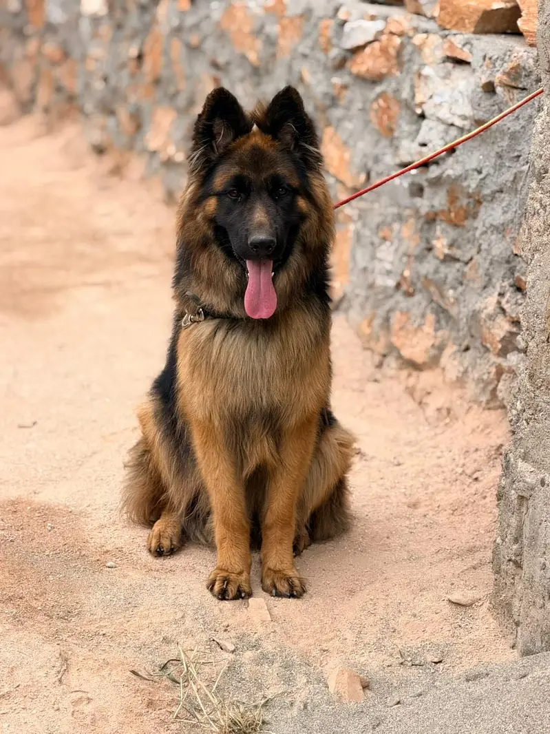 Name: Trump german shepherd — photo 3